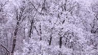 <strong>下雪的冬天</strong>就在森林里